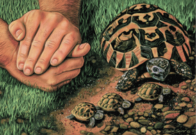 Chuck Baird Fingershell