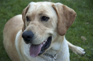 The Use of an Assistance Dog for people who are Deaf and Hard of Hearing