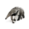 Anteater