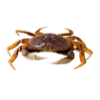 Crab