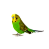 Parakeet