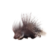 Porcupine