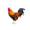 Rooster