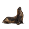 Sea Lion