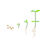 Grow